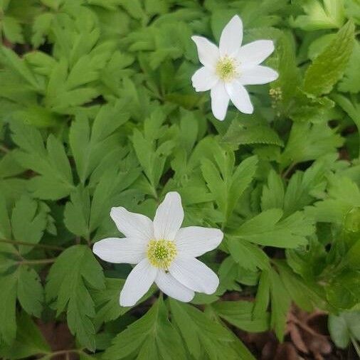 Anemonoides nemorosa Flower