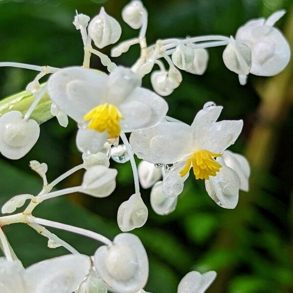 Begonia angularis Floare