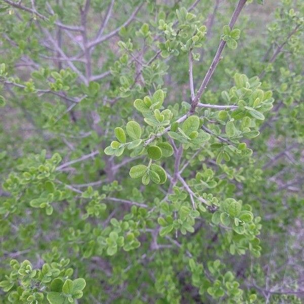 Diospyros texana Folha