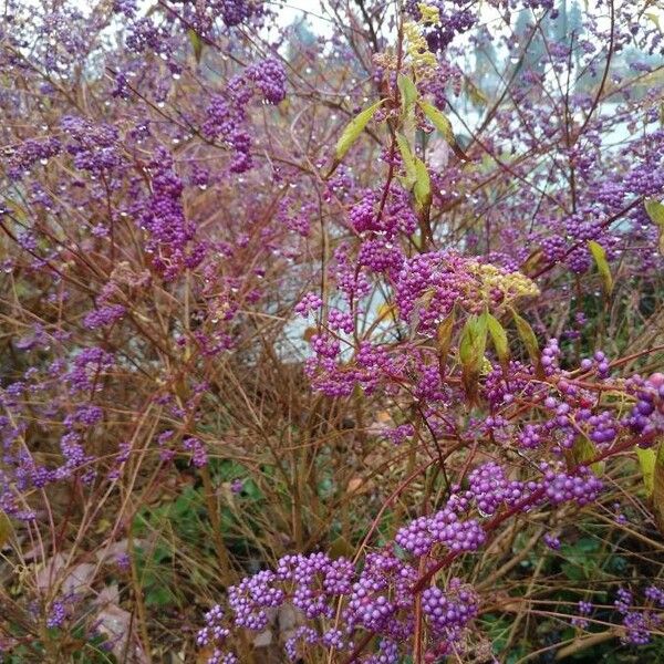 Callicarpa japonica ഫലം