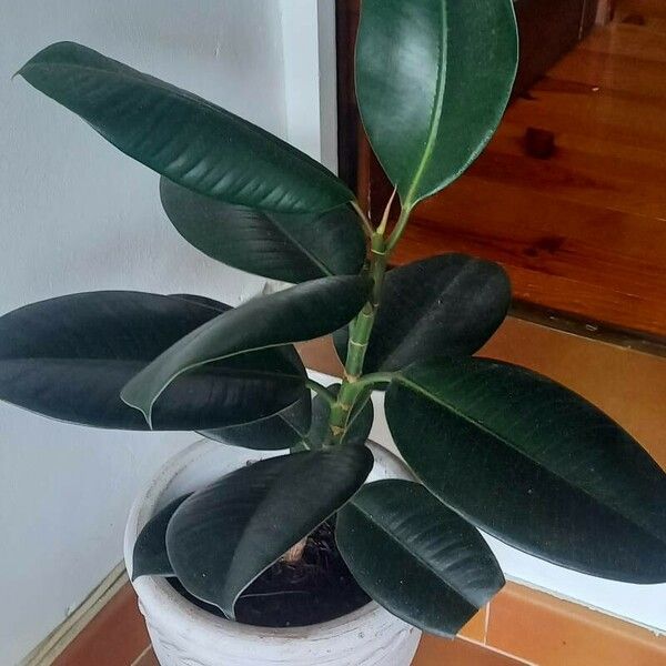 Ficus elastica Leaf