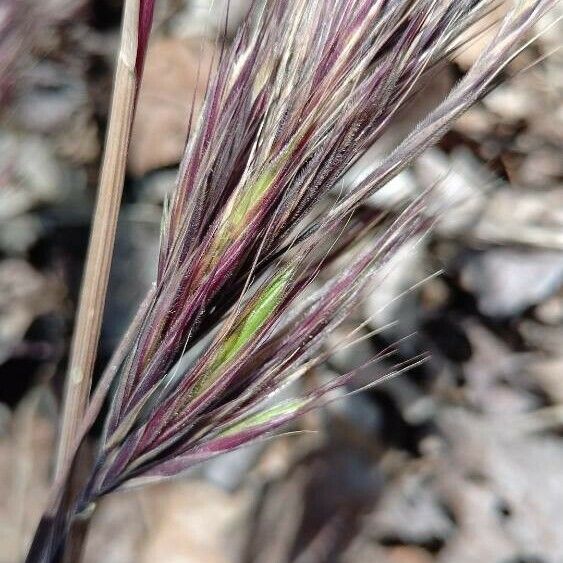 Bromus rubens Blodyn