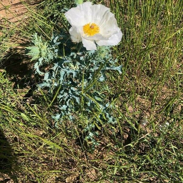 Argemone albiflora Flower