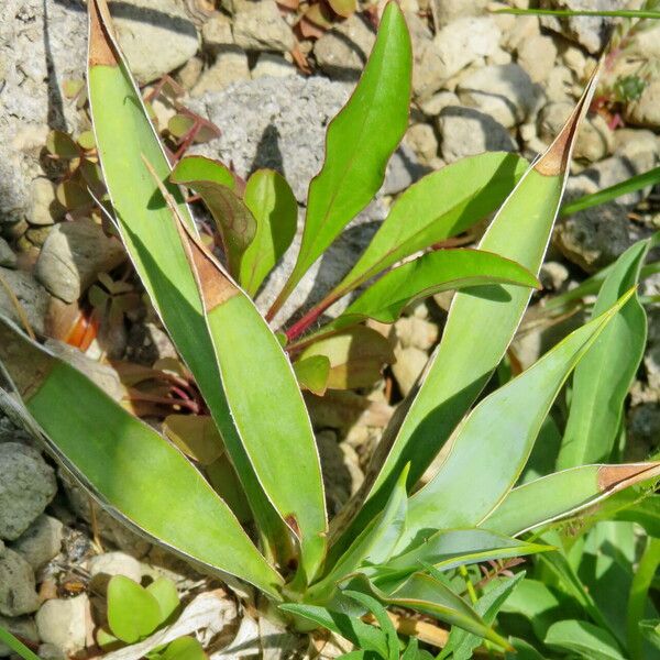 Yucca harrimaniae Συνήθη χαρακτηριστικά