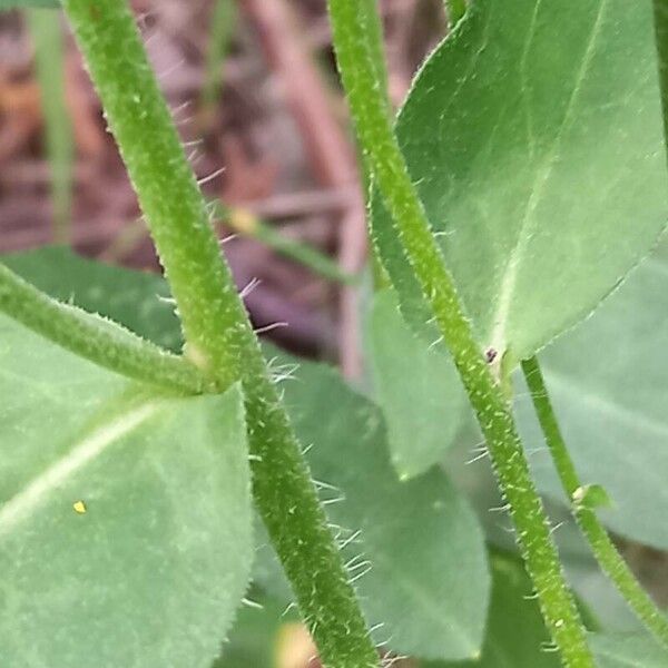 Hieracium sabaudum Bark