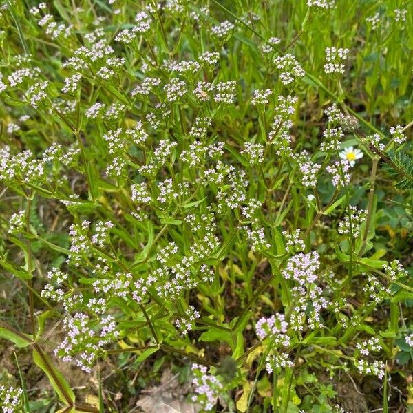 Valeriana eriocarpa Flower