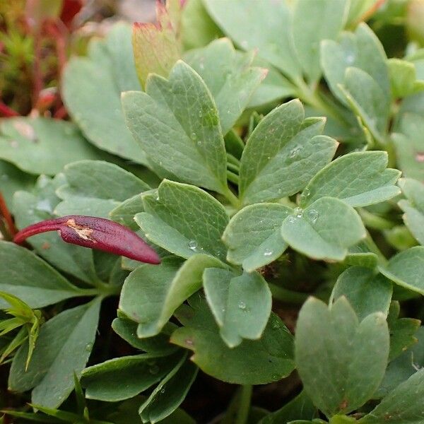 Sibbaldia procumbens Elinympäristö