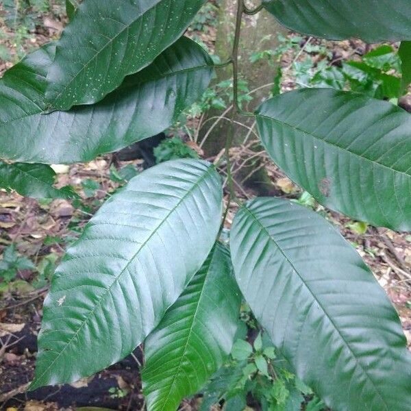 Annona cherimola Feuille