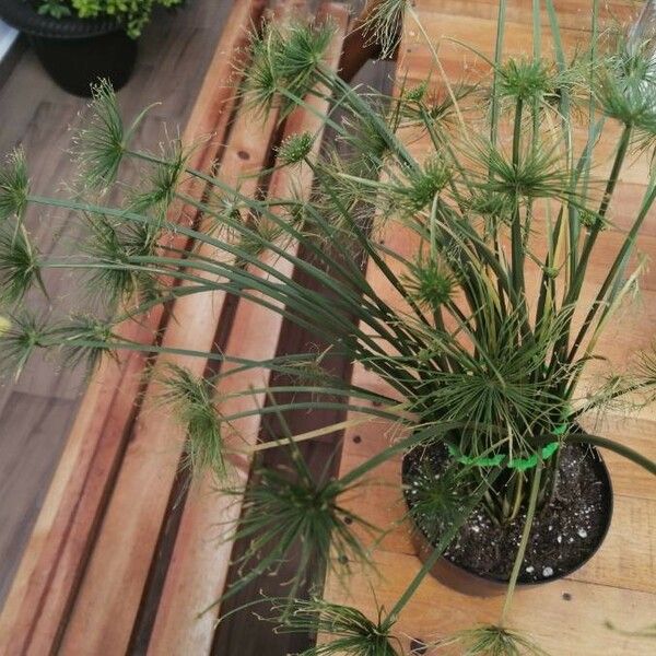 Cyperus haspan Blodyn