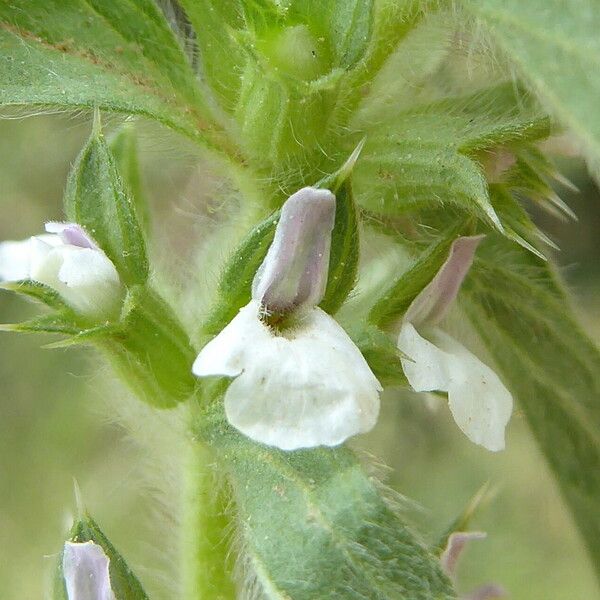 Sideritis romana Flower