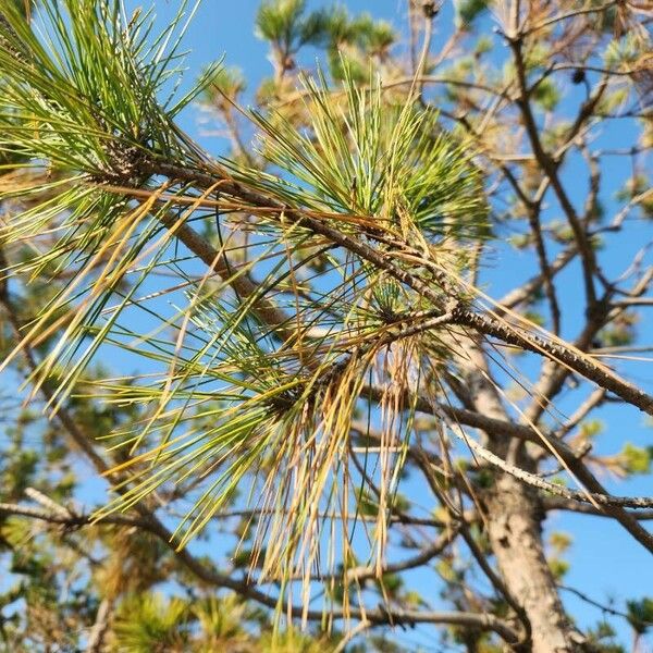 Pinus strobus Lehti