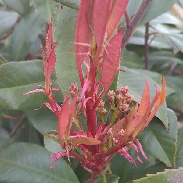 Photinia fraseri ഇല