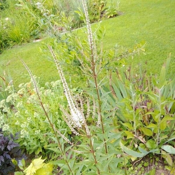 Veronicastrum virginicum Blatt