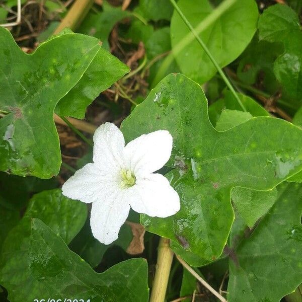 Coccinia grandis Flower