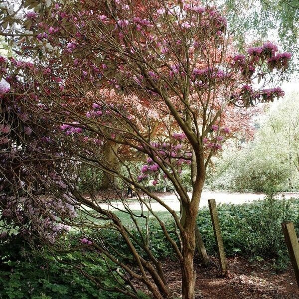 Rhododendron argyrophyllum Habitus