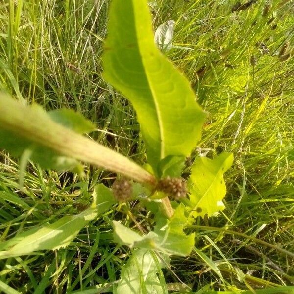 Cichorium intybus Ліст