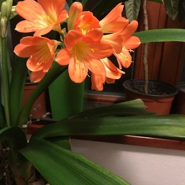 Clivia miniata Flower