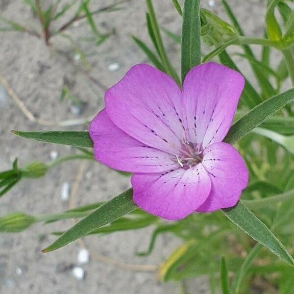 Agrostemma githago Blomst