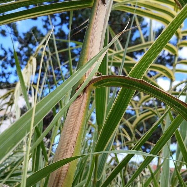 Arundo donax ᱪᱷᱟᱹᱞᱤ