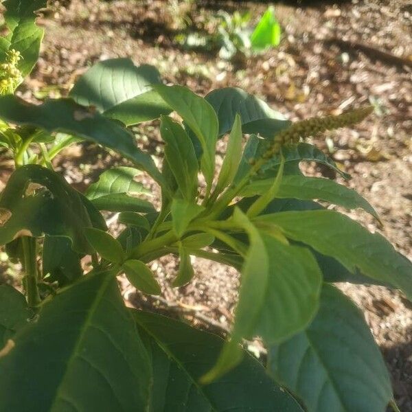 Phytolacca icosandra (Red inkplant)