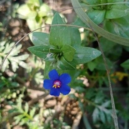 Anagallis arvensis Flower