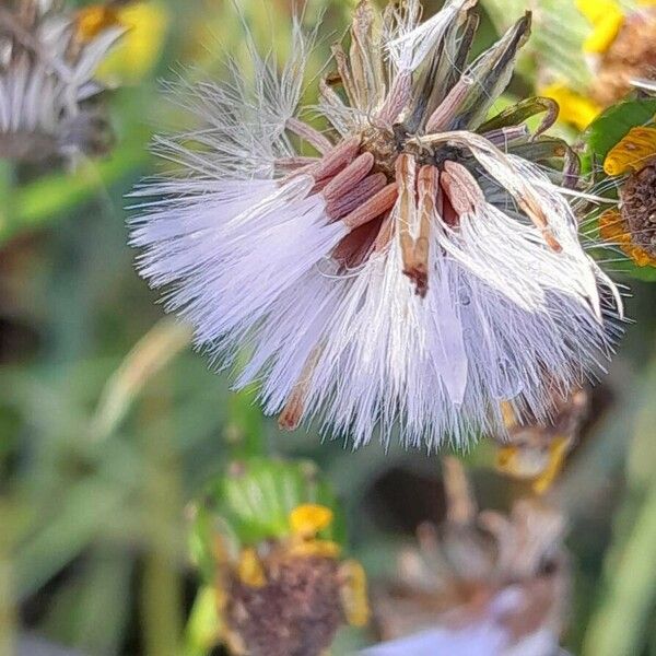 Senecio inaequidens 果實