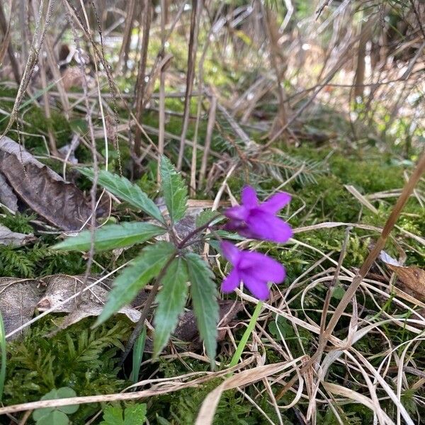 Cardamine pentaphyllos Flower