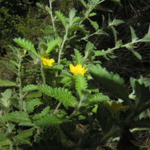 Turnera diffusa Yeri