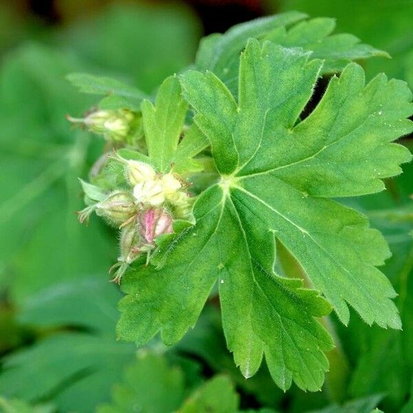 Geranium macrorrhizum Flower