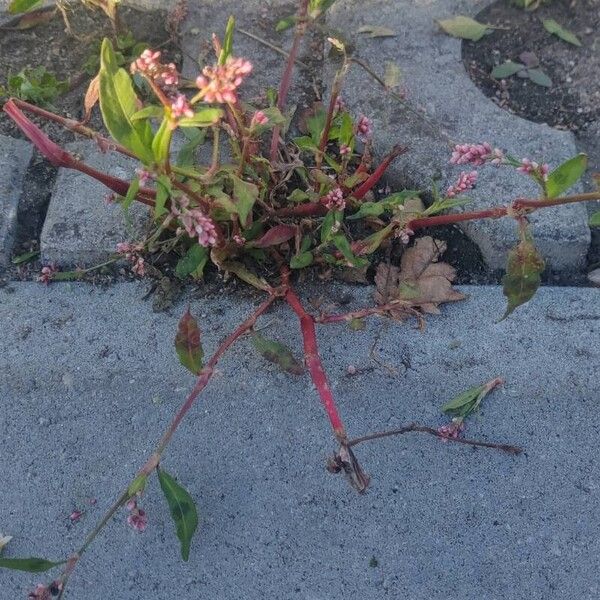 Persicaria lapathifolia Kukka