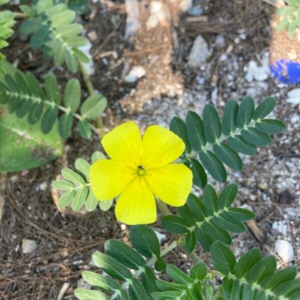 Tribulus cistoides Fleur