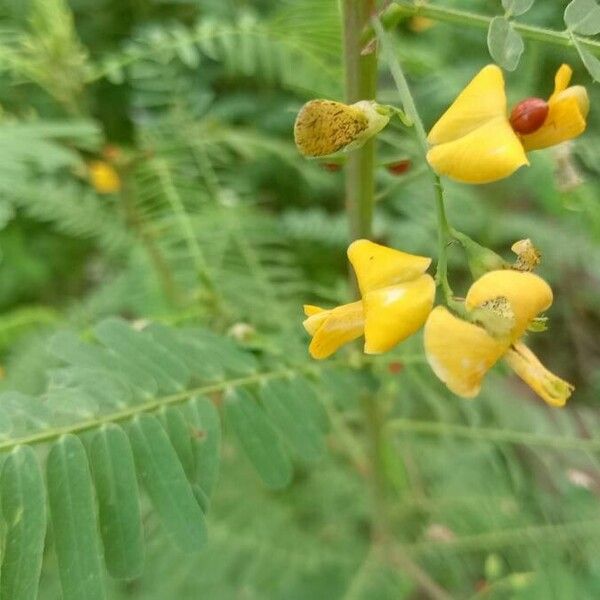 Sesbania sesban 花