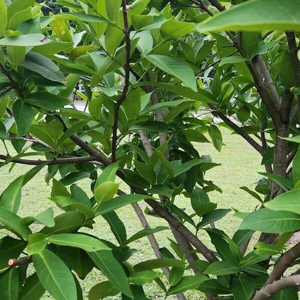 Syzygium samarangense Hostoa