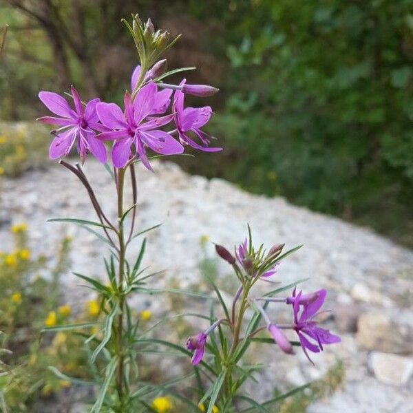 Epilobium dodonaei Blomst