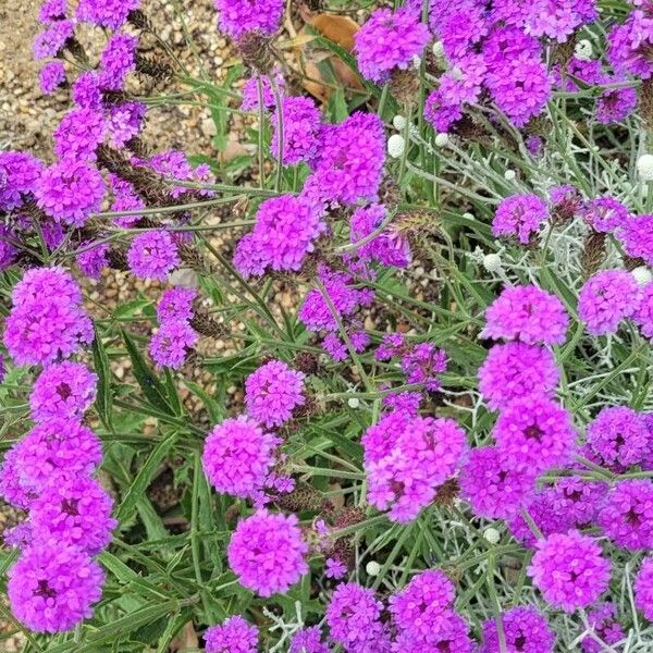 Verbena rigida Flower