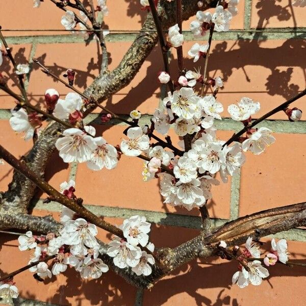 Prunus armeniaca Flor