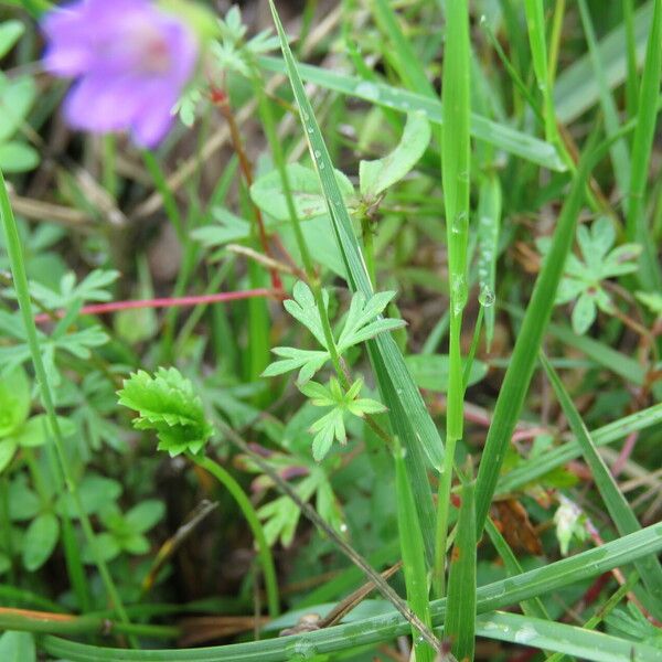 Geranium columbinum Blad