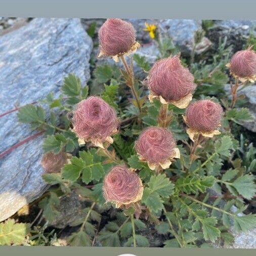 Geum reptans Çiçek