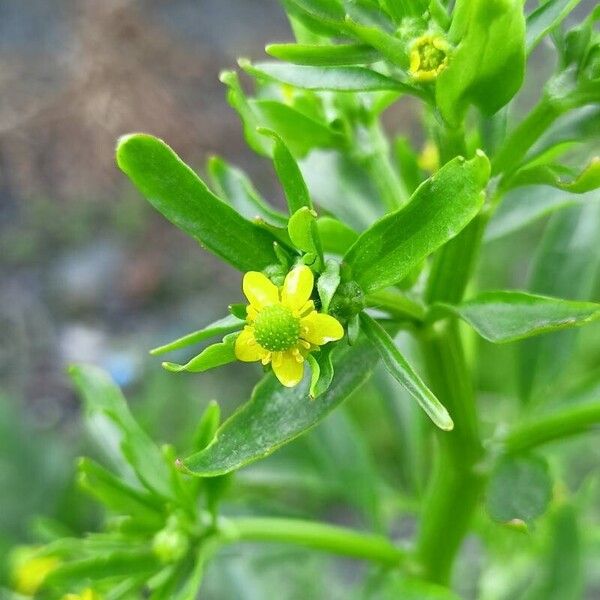 Ranunculus sceleratus Цветок