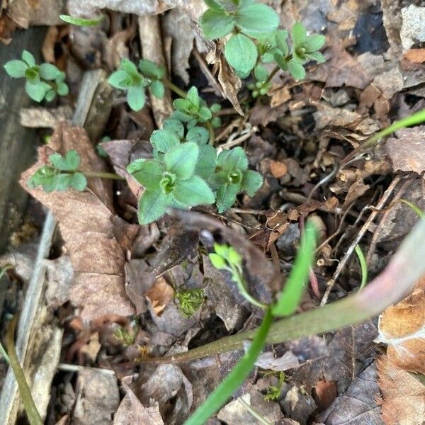 Sedum ternatum List