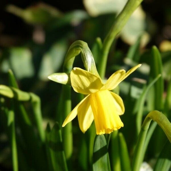 Narcissus jonquilla Floare