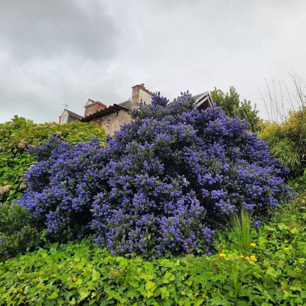 Ceanothus thyrsiflorus ശീലം