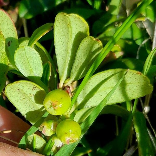 Vaccinium vitis-idaea Fruit