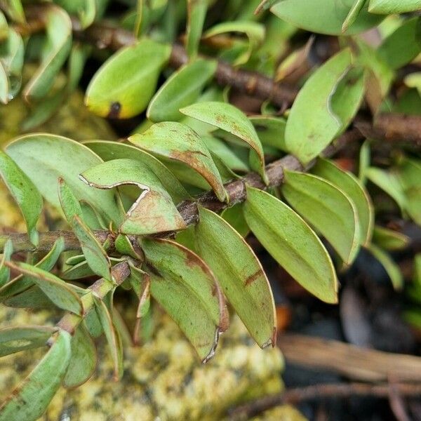 Veronica brachysiphon Leaf