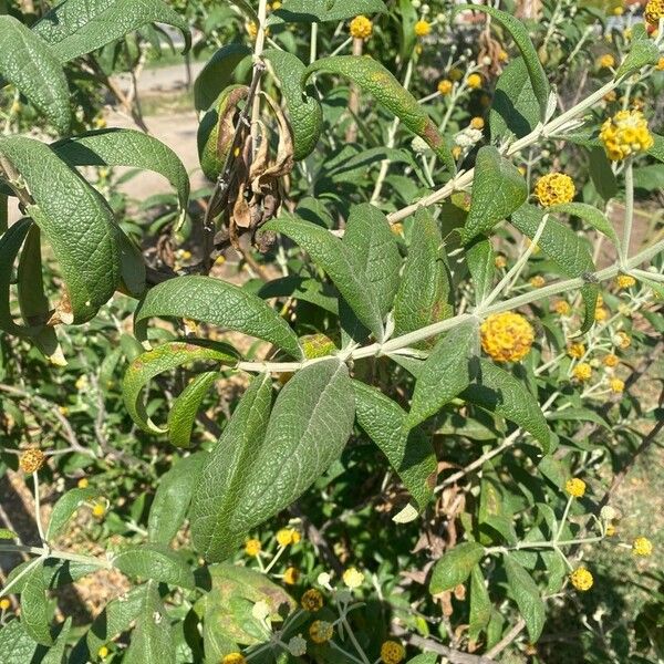 Buddleja globosa Blad