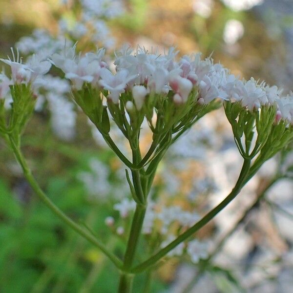 Valeriana tripteris Plod