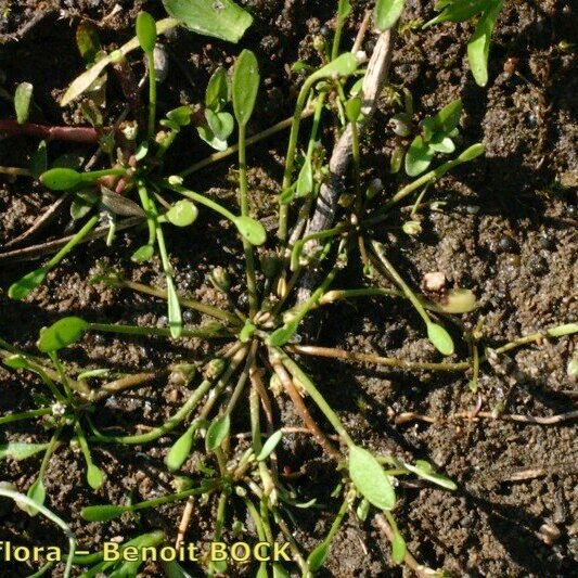 Limosella aquatica Habit