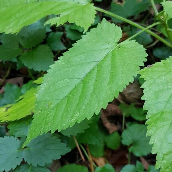 Salvia glutinosa Lehti