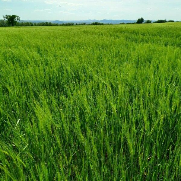 Hordeum vulgare Агульны выгляд