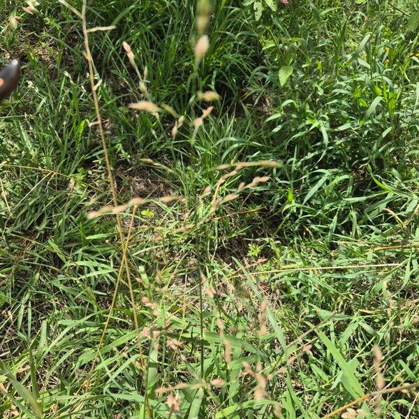 Eragrostis superba Flower